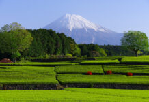 ไร่ชาเขียวในจังหวัดชิซุโอกะ (Shizuoka)
