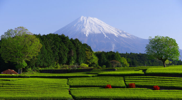 ไร่ชาเขียวในจังหวัดชิซุโอกะ (Shizuoka)