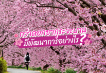 กว่าดอกซากุระจะบาน มีพัฒนาการอย่างไร
