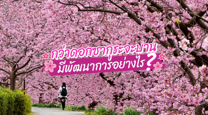 กว่าดอกซากุระจะบาน มีพัฒนาการอย่างไร