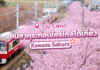รวม 5 พิกัด ชมซากุระก่อนใครใกล้โตเกียว Kawazu Sakura 2024