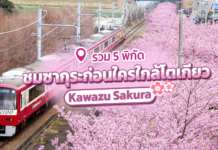 รวม 5 พิกัด ชมซากุระก่อนใครใกล้โตเกียว Kawazu Sakura 2024