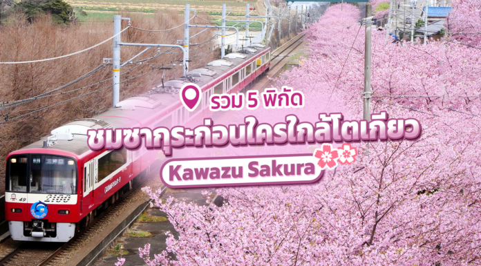 รวม 5 พิกัด ชมซากุระก่อนใครใกล้โตเกียว Kawazu Sakura 2024