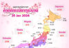 พยากรณ์ซากุระบาน อัพเดต 25 มกราคม 67 ของค่าย Weathermap (WM)