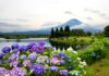 ชมไฮเดรนเยียแสนสวยที่ ทะเลสาบทะนุกิ (Lake Tanuki)