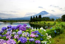 ชมไฮเดรนเยียแสนสวยที่ ทะเลสาบทะนุกิ (Lake Tanuki)