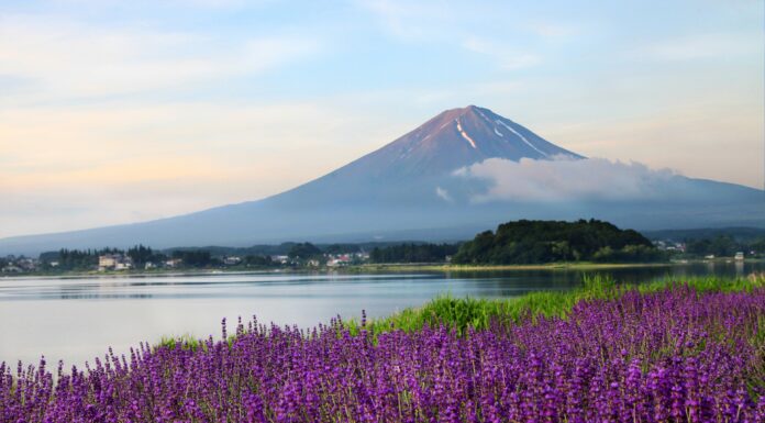 Kawaguchiko Herb Festival 2024