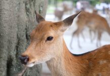 1 วัน เที่ยว “นารา” เมืองที่เต็มไปด้วยกวาง เที่ยวง่าย เดินทางสะดวก จาก โอซาก้า วันเดียวก็เที่ยวได้