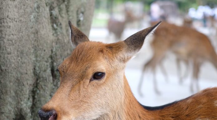 1 วัน เที่ยว “นารา” เมืองที่เต็มไปด้วยกวาง เที่ยวง่าย เดินทางสะดวก จาก โอซาก้า วันเดียวก็เที่ยวได้