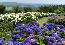 สวนดอกไฮเดรนเยีย Jupia Land Hirata