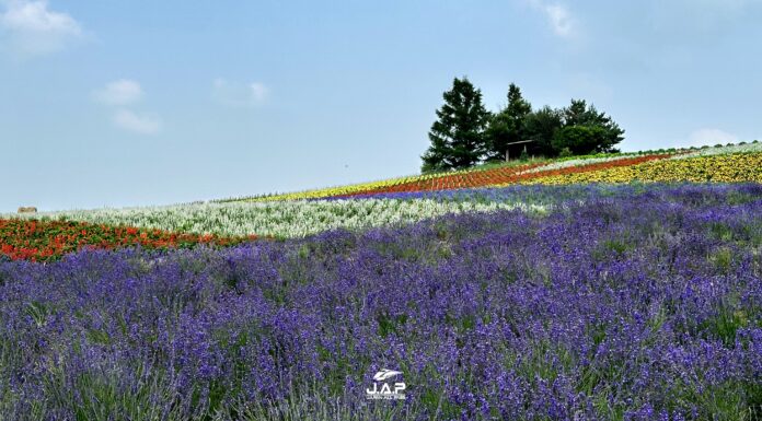 ทุ่งลาเวนเดอร์ Kanno Farm