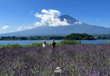 ชมไฮเดรนเยีย & ลาเวนเดอร์ ริมทะเลสาบ Kawaguchiko