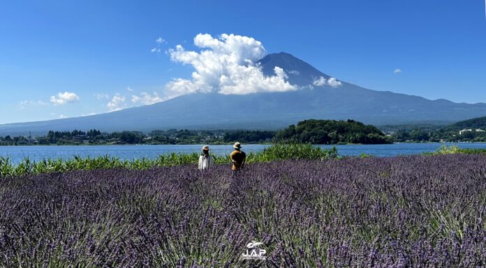ชมไฮเดรนเยีย & ลาเวนเดอร์ ริมทะเลสาบ Kawaguchiko