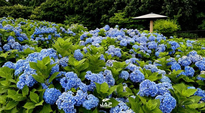 Shimin no Mori สวนไฮเดรนเยียใหญ่ที่สุดในฮอกไกโด