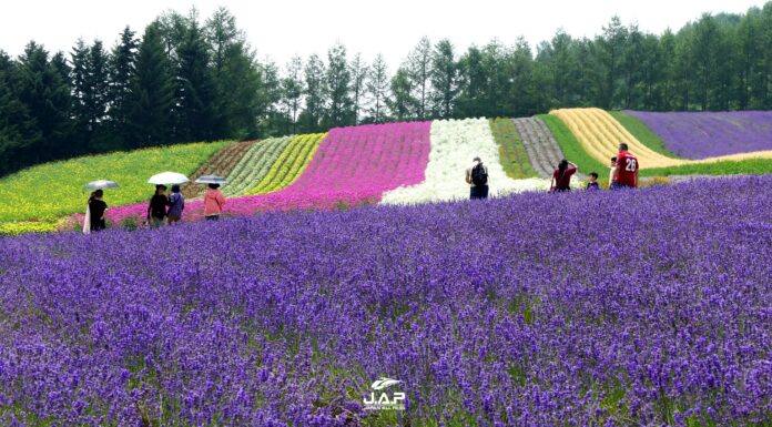 ทุ่งดอกไม้สายรุ้ง Farm Tomita