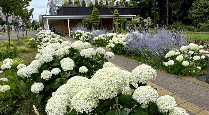 สวนไฮเดรนเยีย Toyohira Park