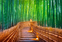 Bamboo Groves