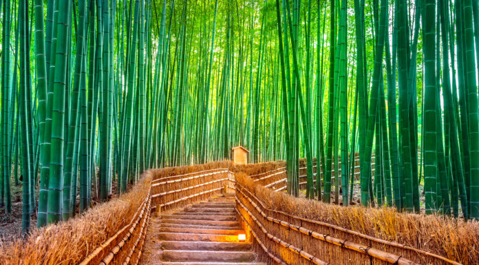 Bamboo Groves