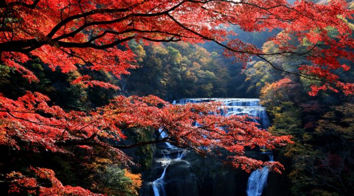 ความงดงามของน้ำตก Fukuroda ในฤดูใบไม้เปลี่ยนสี