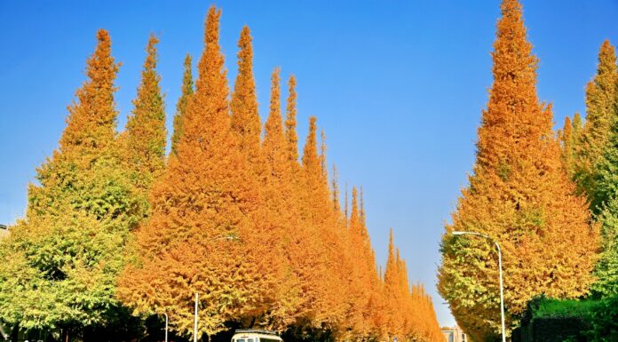 ถนนต้นแปะก๊วย “Meiji Jingu Gai-en”