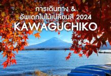 วิธีการเดินทางไปทะเลสาบคาวากุจิโกะ และอัพเดทชมใบไม้เปลี่ยนสี 2024