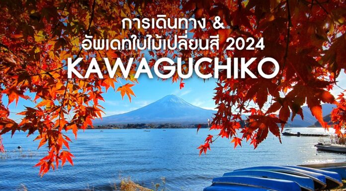 วิธีการเดินทางไปทะเลสาบคาวากุจิโกะ และอัพเดทชมใบไม้เปลี่ยนสี 2024