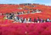 Kochia ในสวนสวย Hitachi Seaside Park