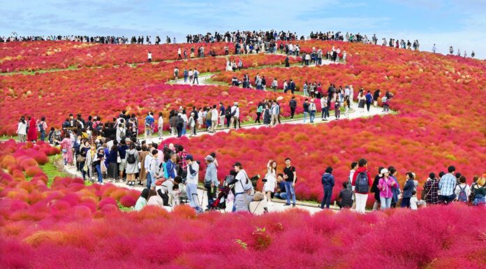 Kochia ในสวนสวย Hitachi Seaside Park