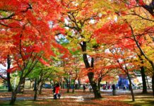 ใบไม้เปลี่ยนสีที่สวน Morioka-jo ato Park