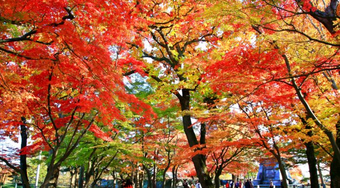 ใบไม้เปลี่ยนสีที่สวน Morioka-jo ato Park