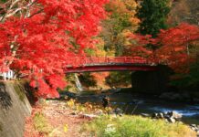 ใบไม้เปลี่ยนสี “Nakano Momijiyama”