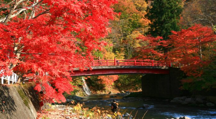 ใบไม้เปลี่ยนสี “Nakano Momijiyama”