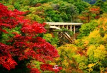 ใบไม้เปลี่ยนสีแสนสวยที่หุบเขา “Naruko Gorge”