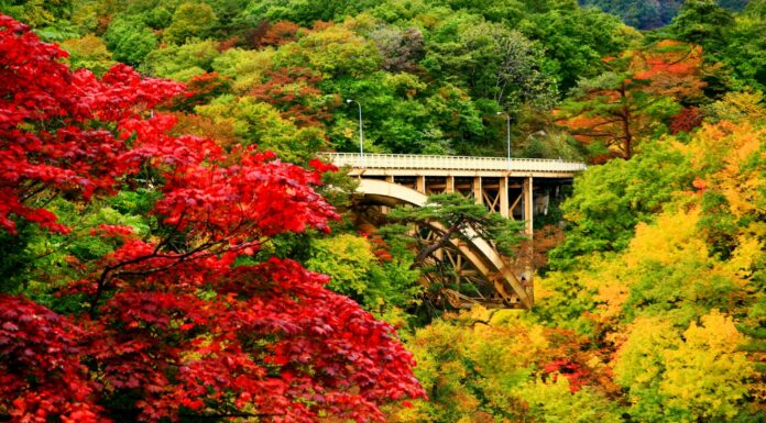 ใบไม้เปลี่ยนสีแสนสวยที่หุบเขา “Naruko Gorge”