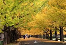 ชมอุโมงค์ต้นแปะก๊วย Showa Kinen Park