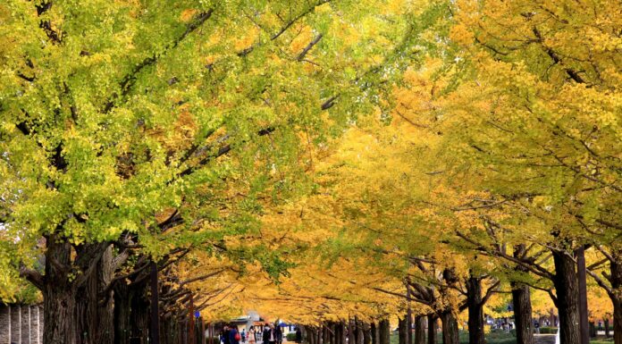 ชมอุโมงค์ต้นแปะก๊วย Showa Kinen Park