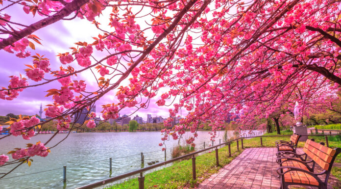 สวนสาธารณะอุเอโนะ (Ueno Park)