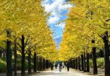 ถนนต้นแปะก๊วย Azuma Sports Park