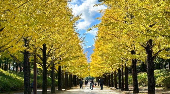 ถนนต้นแปะก๊วย Azuma Sports Park