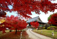 ใบไม้เปลี่ยนสีวัด CHISHAKU-IN