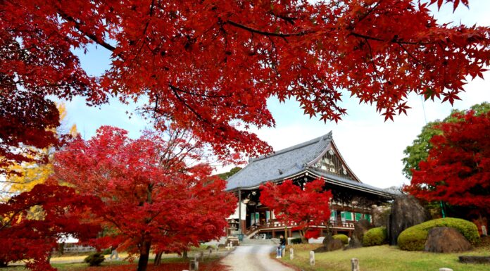 ใบไม้เปลี่ยนสีวัด CHISHAKU-IN