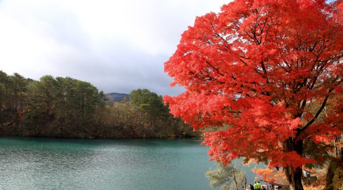 ใบไม้เปลี่ยนสี บึงน้ำ 5 สี Goshikinuma