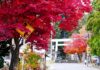 ใบไม้เปลี่ยนสีศาลเจ้า Hanitsu Jinja