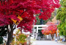 ใบไม้เปลี่ยนสีศาลเจ้า Hanitsu Jinja