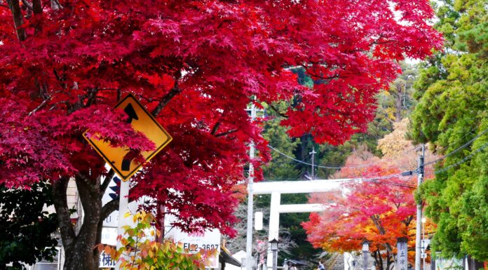 ใบไม้เปลี่ยนสีศาลเจ้า Hanitsu Jinja