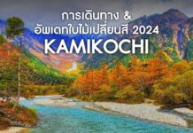 วิธีการเดินทางไปคามิโคจิ และอัพเดทชมใบไม้เปลี่ยนสี 2024