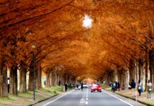อุโมงค์สนแดง Metasequoia Avenue