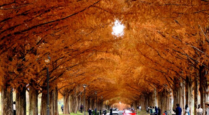 อุโมงค์สนแดง Metasequoia Avenue