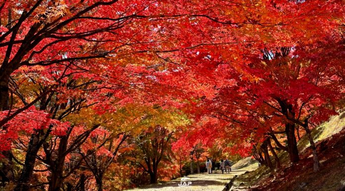 สุดยอดความงามใบไม้เปลี่ยนสีที่ MOMIJI – KO