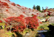 ความมหัศจรรย์ของซากุระบานพร้อมใบไม้แดงที่เมือง Obara